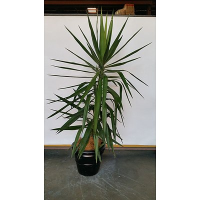 Janet Craig(Dracaena Deremensis) Indoor Plant With Planter