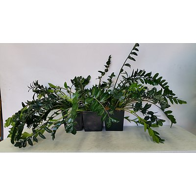 Zanzibar Gem(Zamioculus Zalmiofolia) Indoor Plant With Fiberglass Planter -Lot of Three