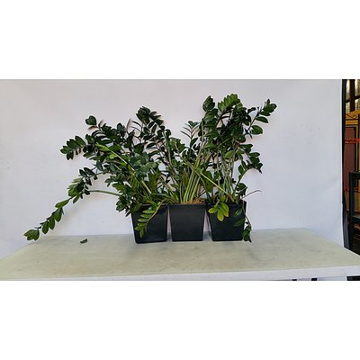 Zanzibar Gem(Zamioculus Zalmiofolia) Indoor Plant With Fiberglass Planter -Lot of Three