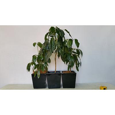 Umbrella Plant (Schefflera/Heptapleurum) in Plastic Pot -Lot Of Three