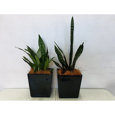 Executive Gloss Fibre Glass Desk Pot Planted with Sansevieria Species - Lot of Two Indoor Plants