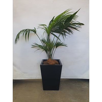 Executive Gloss Fibre Glass Floor Pot Planted with Kentia Palm (Howea Forsteriana)