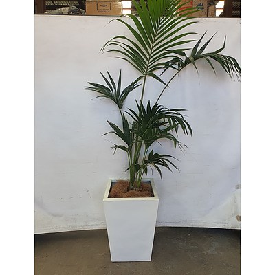 Executive Gloss Fibre Glass Floor Pot Planted with Bamboo Palm (Chamaedorea Seifrizii)