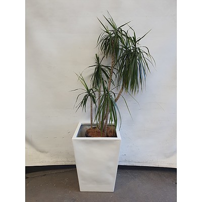 Executive Gloss Fibre Glass Floor Pot Planted with Dragon Tree (Dracaena Marginata)