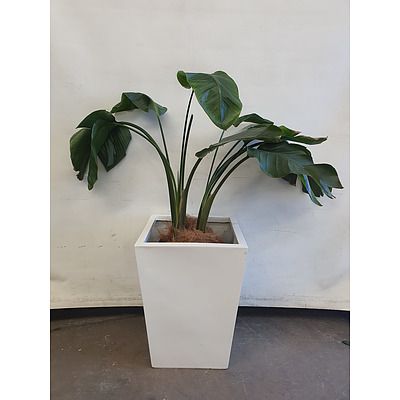 Executive Gloss Fibre Glass Floor Pot Planted with Banana Palm