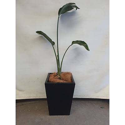 Executive Gloss Fibre Glass Floor Pot Planted with Banana Palm