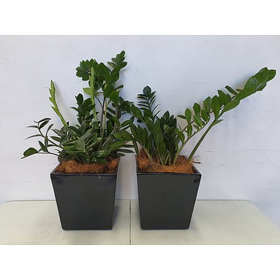 Executive Gloss Fibre Glass Desk Pot Planted with Zanzibar Gem (Zamioculus Zalmiofolia) - Lot of Two Indoor Plants