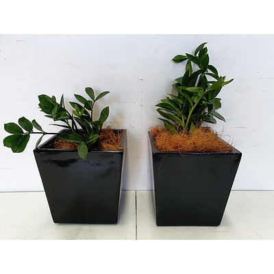 Executive Gloss Fibre Glass Desk Pot Planted with Zanzibar Gem (Zamioculus Zalmiofolia) - Lot of Two Indoor Plants