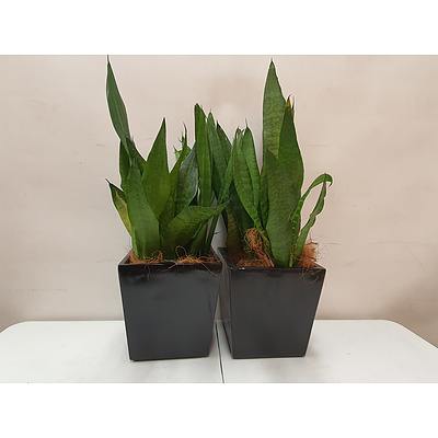 Executive Gloss Fibre Glass Desk Pot Planted with Sansevieria Species (Mother-in-Laws Tongue) - Lot of Two Indoor Plants