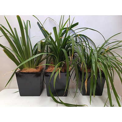 Executive Gloss Fibre Glass Desk Pot Planted with Brazilian Walking Iris - Lot of Three Indoor Plants