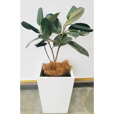 Rubber Plant(Ficus Elastica) Indoor Plant With Fiberglass Planter