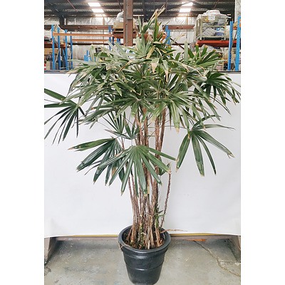 Advanced Rhapis Palm(Rhapis Excelsa) Indoor Plant With Black Cotta Pot