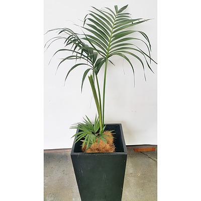 Parlor Palm(Chamaedorea Elegans) Indoor Plant With Fiberglass Planter