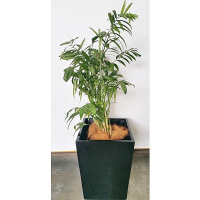 Bamboo Palm(Chamaedorea Seifrizii) Indoor Plant With Fiberglass Planter